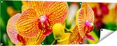 Gards Tuinposter Geel Rode Orchidee Bloemen - 150x50 cm - Tuindoek - Tuindecoratie - Wanddecoratie buiten - Tuinschilderij