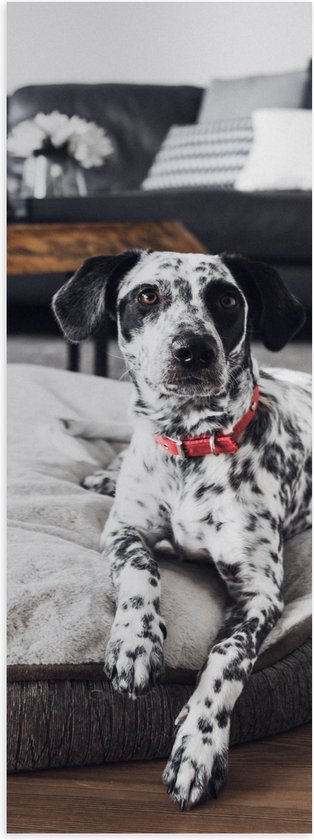 Poster Glanzend – Dalmatiër Hond Liggend op Hondenkussen in Woonkamer - 30x90 cm Foto op Posterpapier met Glanzende Afwerking