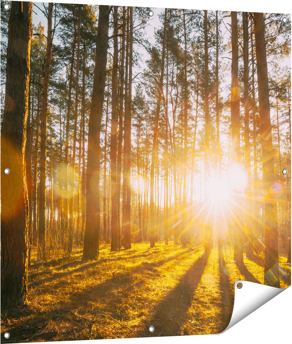 Gards Tuinposter Zonsopkomst in het Bos tussen de Bomen - 100x100 cm - Tuindoek - Tuindecoratie - Wanddecoratie buiten - Tuinschilderij Multikleur