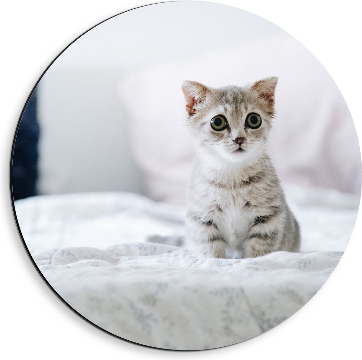 Dibond Muurcirkel - Grijze Kitten met Donkere Contouren op Lichaam Zittend op Bed - 40x40