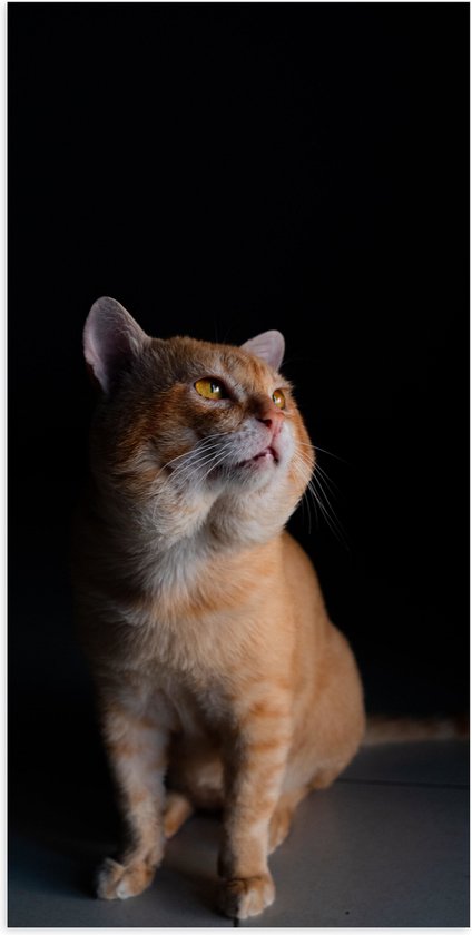 Poster (Mat) - Dikke Oranjekleurige Kat tegen Zwarte Achtergrond - 50x100 cm Foto op Posterpapier met een Matte look