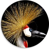 WallClassics - Dibond Muurcirkel - Zijaanzicht van Kraanvogels op Zwarte Achtergrond - 50x50 cm Foto op Aluminium Muurcirkel (met ophangsysteem)
