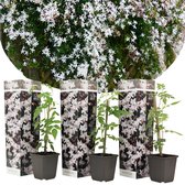 Plant in a Box - Trachelospermum jasminoides 'Officinale' - Set van 3 - Witte Jasmijn klimplant - Pot 9cm - Hoogte 25-40cm