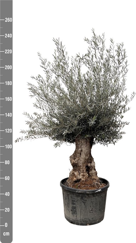 Olijfboom grillige vorm - Olea europaea | 40/50cm Stamomtrek