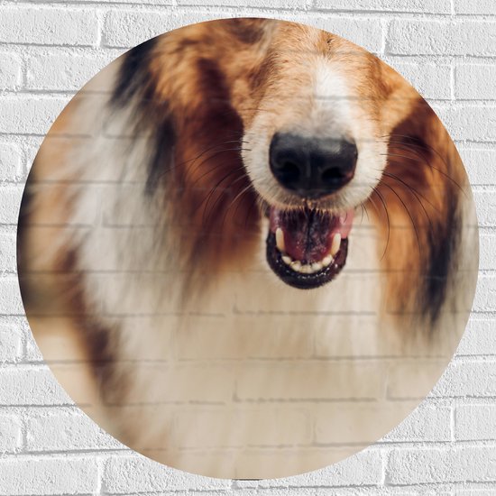 Muursticker Cirkel - Kop van Lachende Sheltie Hond - 80x80 cm Foto op Muursticker