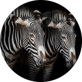 Zebra koppel op zwarte achtergrond - Foto op Behangcirkel - ⌀ 80 cm