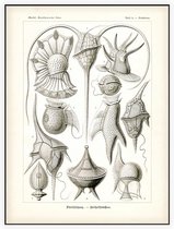 Peridinium - Peridinea (Kunstformen der Natur), Ernst Haeckel - Foto op Akoestisch paneel - 60 x 80 cm