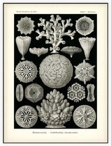 Maeandrina - Hexacoralla (Kunstformen der Natur), Ernst Haeckel - Foto op Akoestisch paneel - 90 x 120 cm