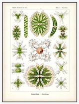 Staurastrum -  Desmidiea (Kunstformen der Natur), Ernst Haeckel - Foto op Akoestisch paneel - 150 x 200 cm