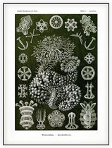 Sporadipus - Thuroidea (Kunstformen der Natur), Ernst Haeckel - Foto op Akoestisch paneel - 150 x 200 cm