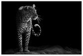 Loerende Jaguar op zwarte achtergrond - Foto op Akoestisch paneel - 225 x 150 cm