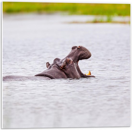 Forex - Wegzwemmend Nijlpaard - 50x50cm Foto op Forex