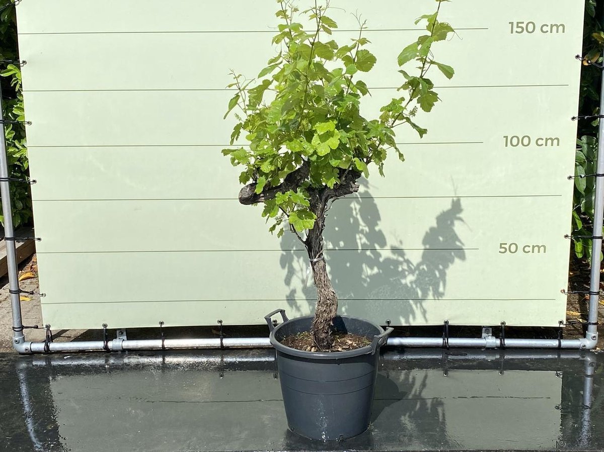 Vitis Vinifera Druivenboom Druif op oude stam Winterhard Zwarte druiven Eetbaar