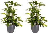 Hellogreen Kamerplant - Duo Dracaena Surculosa - 55 cm - Elho brussels antracite