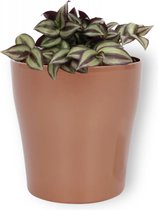 Kamerplant Tradescantia Violett Hill - ↕ ± 20cm - Ø 12cm - in koperkleurige pot