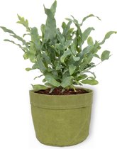 Kamerplant Phlebodium Blue Star – Blauwvaren - ± 25cm hoog – 12 cm diameter - in groene sierzak