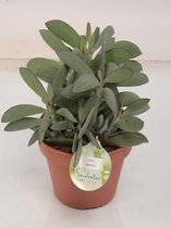 Kamerplant van Botanicly – Jadeplant – Hoogte: 30 cm – Crassula atropurpurea