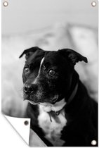 Tuinposters buiten Zwarte Staffordshire Bull Terrier hond zittend op een stoel - zwart wit - 60x90 cm