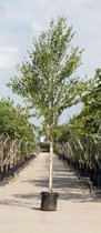 Chinese berk Betula alb. Fascination h 350 cm st. omtrek 12 cm