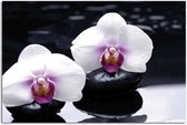 Schilderij Zen Orchidee, 2 maten, zwart/wit/paars, Premium print