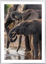 Poster Met Metaal Zilveren Lijst - Afrikaanse Olifanten Poster