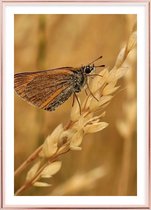 Poster Met Metaal Rose Lijst - Lepidoptera Poster