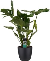 Decorum Monstera Deliciosa - Gatenplant - Kamerplant - Met Elho® Brussels Bloempot Zwart - 70cm - Potmaat 21cm