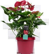Decorum Anthurium Michigan - Kamerplant - Flamingoplant - 70cm
