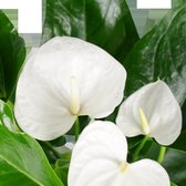 Decorum Anthurium Alaska - Luchtzuiverende Kamerplant - 70cm