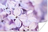 Close up van lavendel bloemen Poster 60x40 cm - Foto print op Poster (wanddecoratie woonkamer / slaapkamer)