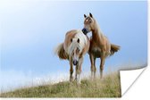 Poster Haflinger paarden in het weiland - 30x20 cm