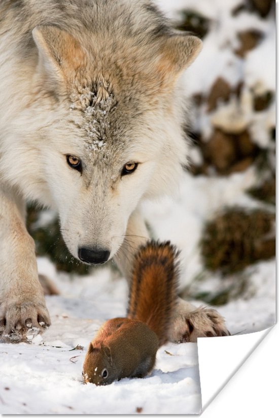 Poster Eekhoorn - Wolf - Sneeuw - Winter - 20x30 cm - Kerstmis Decoratie - Kerstversiering - Kerstdecoratie Woonkamer - Kerstversiering - Kerstdecoratie voor binnen - Kerstmis