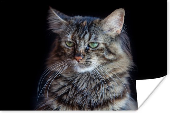 Poster Chat Maine Coon fond noir 120x80 cm - Tirage photo sur Poster (décoration murale salon / chambre) / Poster Animaux domestiques