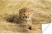 Close-up cheetah jong poster papier 180x120 cm - Foto print op Poster (wanddecoratie woonkamer / slaapkamer) / Wilde dieren Poster XXL / Groot formaat!
