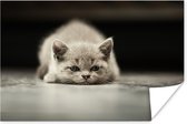Uitgeputte kat 30x20 cm - klein - Foto print op Poster (wanddecoratie woonkamer / slaapkamer)