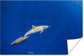 Affiche - Photo sous-marine dauphins nageurs - 60x40 cm