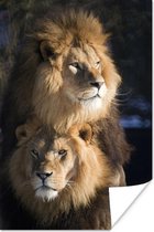 Twee leeuwen 20x30 cm - klein - Foto print op Poster (wanddecoratie woonkamer / slaapkamer)