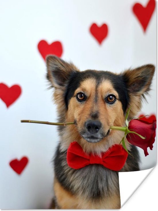 Hond met rode roos in bek 90x120 cm - Foto print op Poster (wanddecoratie  woonkamer /... | bol.com