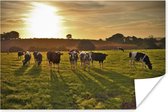 Koeien grazen tijdens zonsondergang 180x120 cm XXL / Groot formaat! - Foto print op Poster (wanddecoratie woonkamer / slaapkamer)
