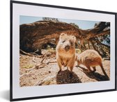 Fotolijst incl. Poster - Quokkas in Australië - 40x30 cm - Posterlijst