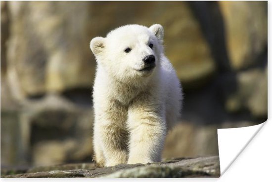 Baby ijsbeer 30x20 cm - klein - print op Poster (wanddecoratie woonkamer | bol.com
