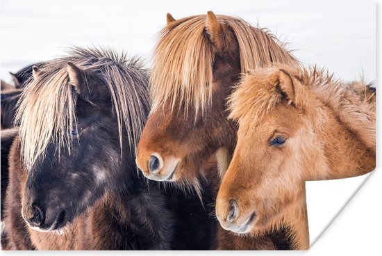 Drie IJslander paarden in de sneeuw 30x20 cm - klein - Foto print op Poster (wanddecoratie woonkamer / slaapkamer)