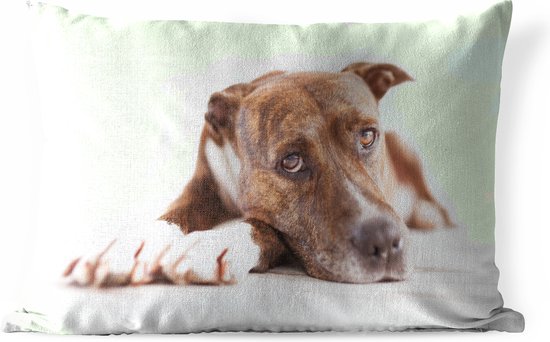 Coussins d'extérieur - Jardin - Tirage photo chien couché - 50x30 cm