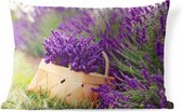 Coussins d'extérieur - Jardin - Lavande fraîche dans un panier - 50x30 cm