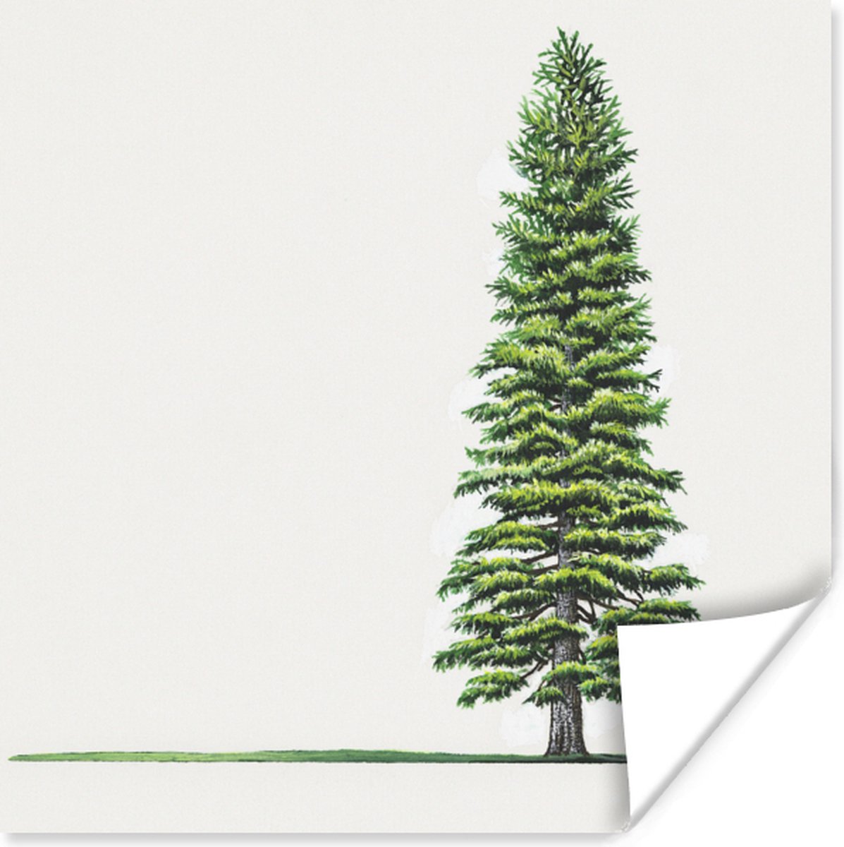 Une illustration d'un poster long sapin 30x30 cm - Tirage photo sur ...