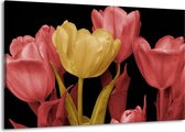 Peinture sur toile Tulipes | Jaune, rose, noir | 140x90cm 1 Liège