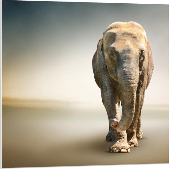 Forex - Sjokkende Olifant - 80x80cm Foto op Forex