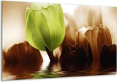Glasschilderij Tulpen - Groen, Bruin - 120x70cm 1Luik - Foto Op Glas - Geen Acrylglas Schilderij - GroepArt 6000+ Glasschilderijen Art Collectie - Wanddecoratie - Woonkamer - Slaapkamer