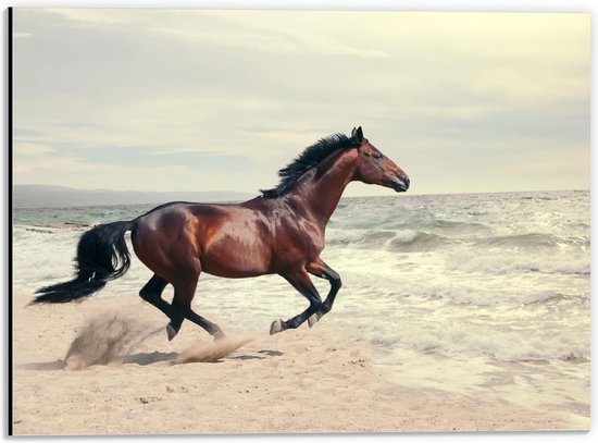 Dibond - Paard rennend naar de Zee - 40x30cm Foto op Aluminium (Wanddecoratie van metaal)