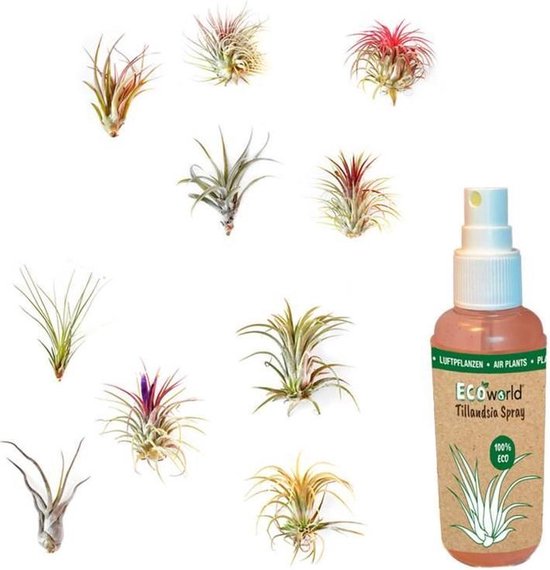 Ecoworld Tillandsia Luchtplantjes Mix - 10 stuks + Tillandsia voeding spray
